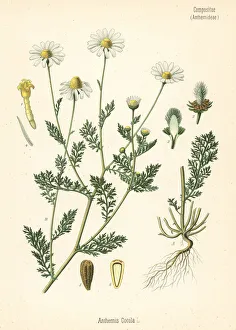 Anthemis Gallery: Stinking chamomile, Anthemis cotula