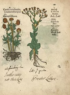 Anthemis Gallery: Stinking chamomile, Anthemis cotula, and wild