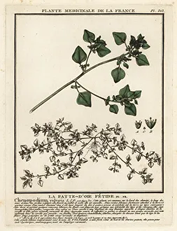 Stinking goosefoot, Chenopodium vulvaria