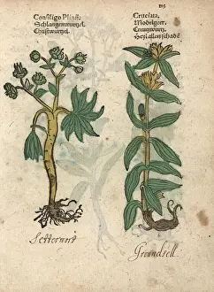Stinking hellebore, Helleborus foetidus