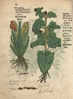 Krauterbuch Prints: Stinking iris, Iris foetidissima, and greater