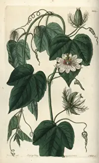 Sydenhamedwards Prints: Stinking passionflower, Passiflora foetida var gossypiifolia