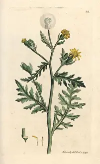 Stinking Prints: Stinking or sticky groundsel, Senecio viscosus