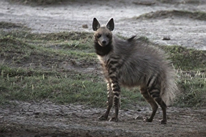 Images Dated 7th February 2011: Stiped Hyena - with mating season coat