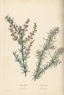 Magazine Of Botany Prints: Stipular milk-wort and Heister's muraltia