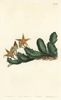 Stapelia Prints: Stisseria geminata