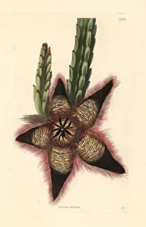 Stapelia Prints: Stisseria stellaris