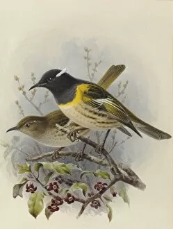 John Gerrard Keulemans Collection: Stitchbird Hihi (female and male)