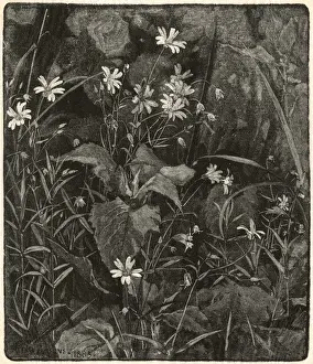 Stitchwort by Alfred Parsons