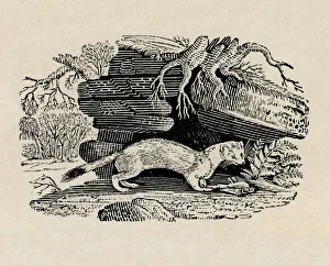 Bewick Prints: Stoat with dead bird, by Thomas Bewick