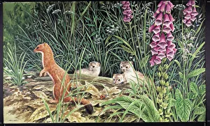 Parry Prints: Stoats