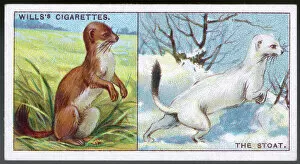 Images Dated 14th October 2007: Stoats in Coats 1922
