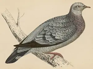 Likes Prints: STOCK DOVE