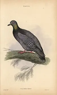 Edwardlear Prints: Stock dove or stock pigeon, Columba oenas