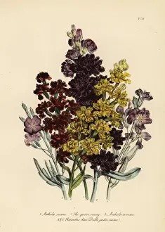 Loudon Prints: Stock or Matthiola species