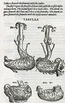 Stomach Gallery: The stomach and the gullet with blood supply