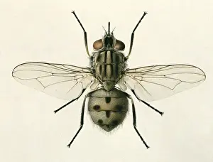 Stomoxys calcitrans, stable fly