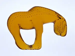 Equus Prints: Stone age horse