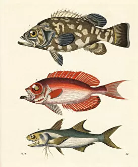 Americanus Gallery: Stone bass, moontail bullseye and blue salmon