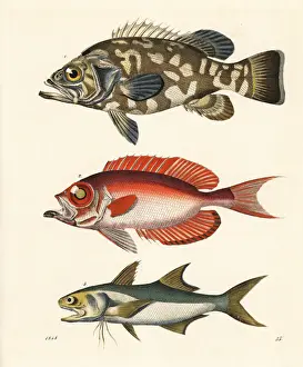 Hoffmann Prints: Stone bass, moontail bullseye and blue salmon