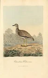Curlew Prints: Stone curlew, Burhinus oedicnemus
