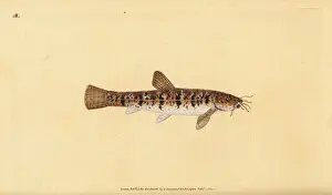 Stone loach, Barbatula barbatula