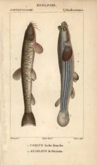 Loach Prints: Stone loach, Barbatula barbatula, and largescale