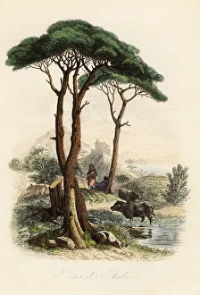 Achille Comte Prints: Stone pine, Pinus pinea