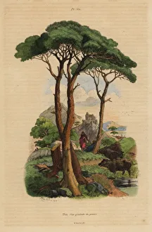 Stone pine tree, Pinus pinea Stone pine tree, Pinus pinea