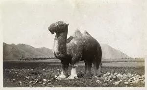 Qing Collection: Stone statue of a camel on the approach to the Ming Tombs