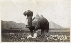 Images Dated 8th February 2016: Stone statue of a camel on the approach to the Ming Tombs