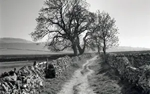Dales Prints: Stone-walled lane, Derbyshire Dales, England
