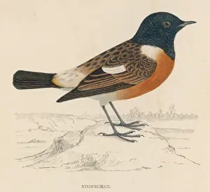 Saxicola Prints: Stonechat (Morris)