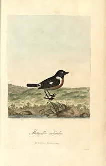 1811 Gallery: Stonechat, Sylvia rubicola, Motacilla rubicola