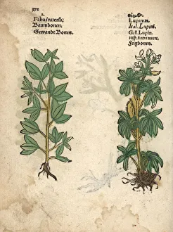 Albus Gallery: Stonecrop, Sedum telephium, and lupin, Lupinus albus