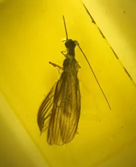 Tertiary Period Gallery: Stonefly in amber