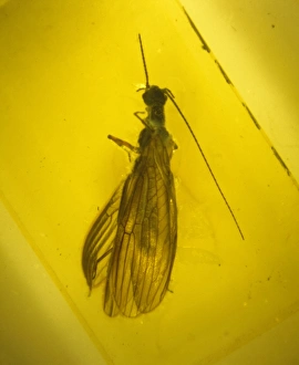 Tertiary Period Gallery: Stonefly in amber