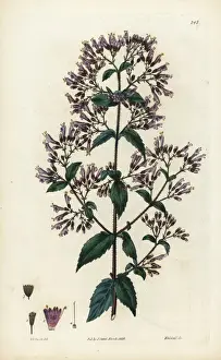 Mariana Prints: Stonemint, Cunila origanoides