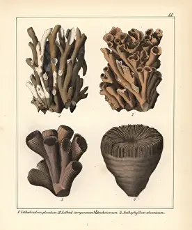 Coral Prints: Stony coral fossils: Lithodendron and Anthophyllum species