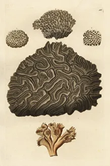 Amaranthus Gallery: Stony coral species