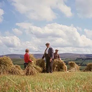 Stooking corn, Exmoor, near Porlock, Somerset