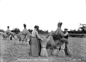 Gathered Prints: Stooking the Flax, Toome, Co. Antrim