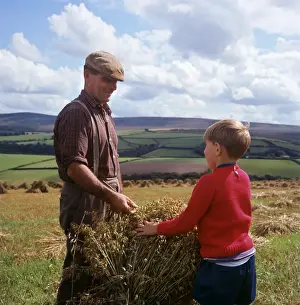 Stooking oats, Exmoor, near Porlock, Somerset
