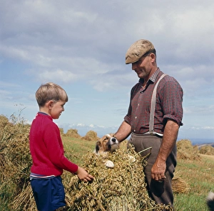 Images Dated 22nd November 2016: Stooking oats, Exmoor, near Porlock, Somerset