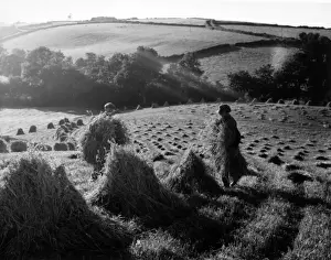 Harvesting Prints: Stooks of wheat at Black Dog, near Crediton, Devon