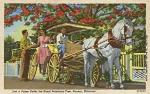 Helped Prints: A Stop under the Poinciana Tree, Nassau, Bahamas