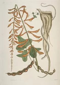 Caenophidia Gallery: Storeria sp. brown snake