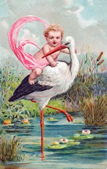 Lilies Gallery: Stork with baby riding on its back on a greetings postcard