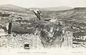 Nesting Prints: Stork nesting on a rooftop, Constantine, Algeria