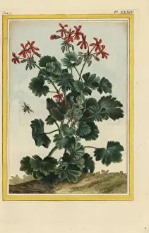 Storks Prints: Storks bill, Erodium cicutarium